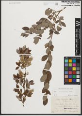 Foto von Salix starkeana Willd.